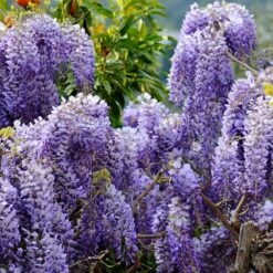 Wisteria Sinensis -Garden Plant Store pl0000000028 card3 lg