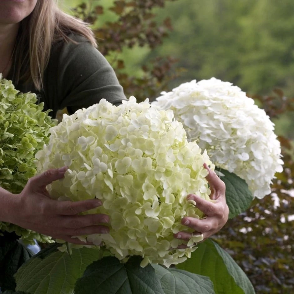 Hydrangea Arborescens Strong Annabelle ('Abetwo') (PBR) 3 Hydrangea Arborescens Strong Annabelle ('Abetwo') (PBR)