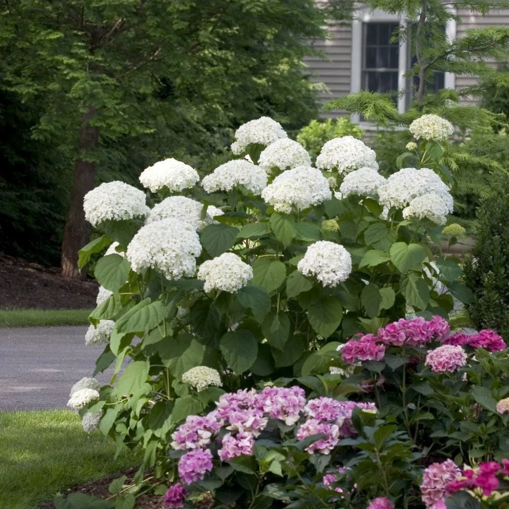 Hydrangea Arborescens Strong Annabelle ('Abetwo') (PBR) 4 Hydrangea Arborescens Strong Annabelle ('Abetwo') (PBR) - Image 2