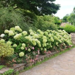 Hydrangea Arborescens Strong Annabelle ('Abetwo') (PBR) 11 Hydrangea Arborescens Strong Annabelle ('Abetwo') (PBR) -Garden Plant Store pl0000000033 card3 lg