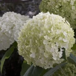 Hydrangea Arborescens Strong Annabelle ('Abetwo') (PBR) 12 Hydrangea Arborescens Strong Annabelle ('Abetwo') (PBR) -Garden Plant Store pl0000000033 card4 lg