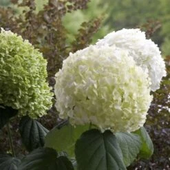 Hydrangea Arborescens Strong Annabelle ('Abetwo') (PBR) 13 Hydrangea Arborescens Strong Annabelle ('Abetwo') (PBR) -Garden Plant Store pl0000000033 card5 lg
