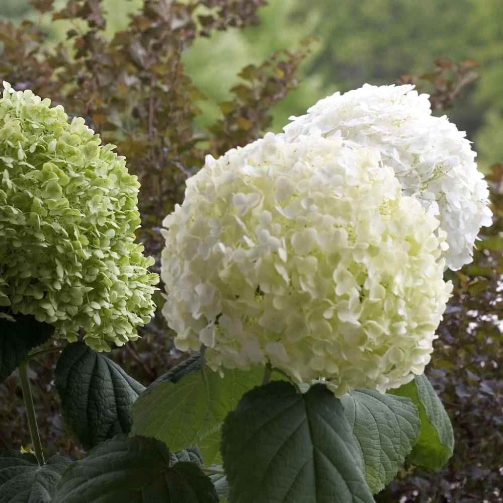 Hydrangea Arborescens Strong Annabelle ('Abetwo') (PBR) 7 Hydrangea Arborescens Strong Annabelle ('Abetwo') (PBR) - Image 5