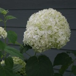 Hydrangea Arborescens Strong Annabelle ('Abetwo') (PBR) 15 Hydrangea Arborescens Strong Annabelle ('Abetwo') (PBR) -Garden Plant Store pl0000000033 card7 lg