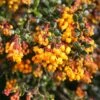 Berberis Darwinii -Garden Plant Store pl0000000299