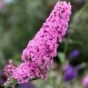 Buddleja 'Pink Delight' -Garden Plant Store pl0000000421