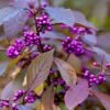 Callicarpa Bodinieri Var. Giraldii 'Profusion' -Garden Plant Store pl0000000582
