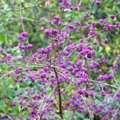 Callicarpa Bodinieri Var. Giraldii 'Profusion' 7 Callicarpa Bodinieri Var. Giraldii 'Profusion' -Garden Plant Store pl0000000582 card2 lg