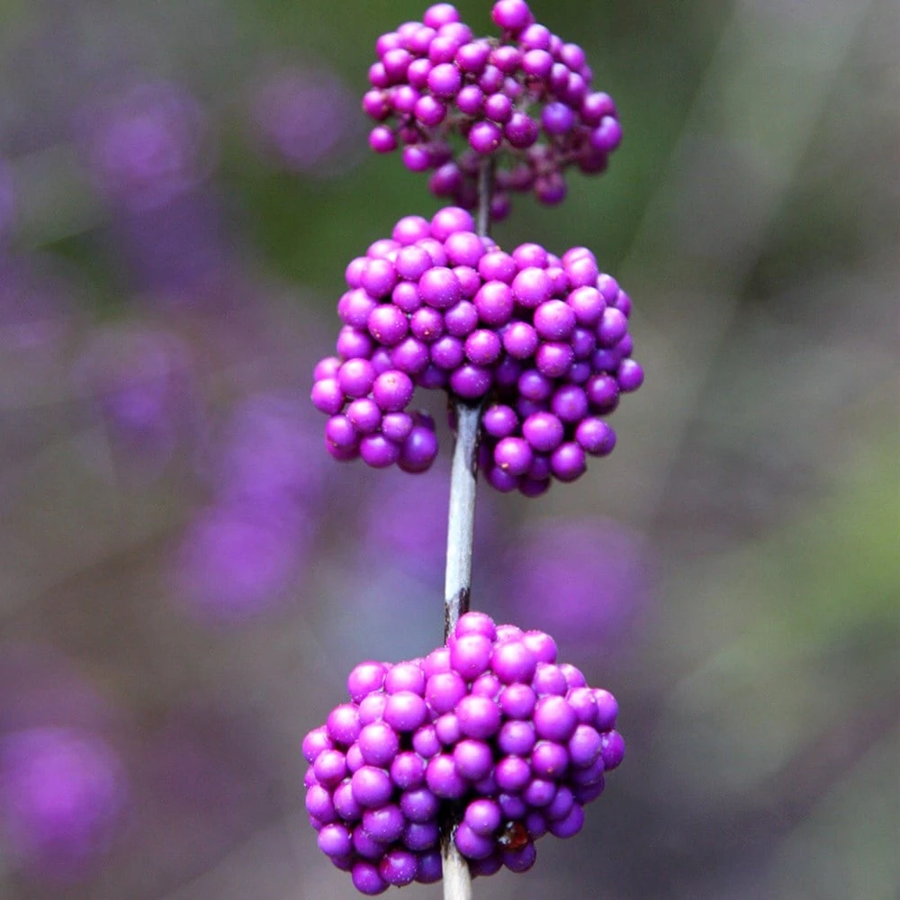 Callicarpa Bodinieri Var. Giraldii 'Profusion' 5 Callicarpa Bodinieri Var. Giraldii 'Profusion' - Image 3