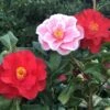 Camellia Japonica 'Lady Vansittart' -Garden Plant Store pl0000000619