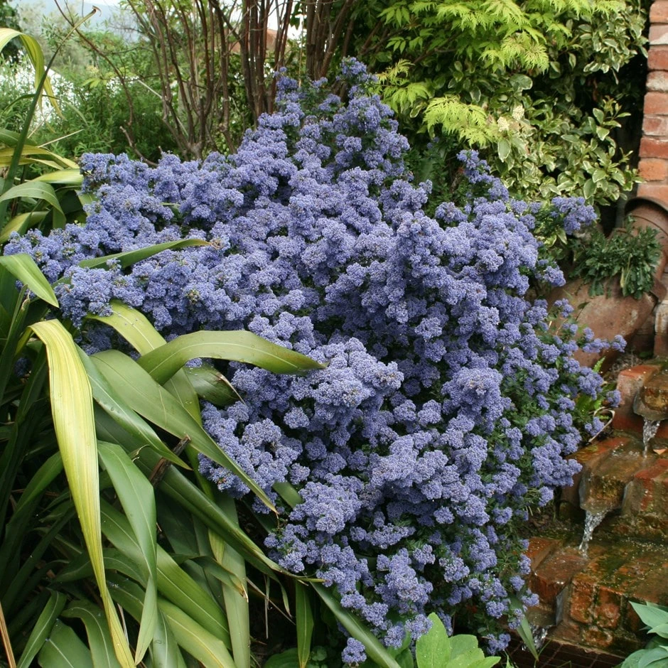 Ceanothus 'Puget Blue' 3 Ceanothus 'Puget Blue'