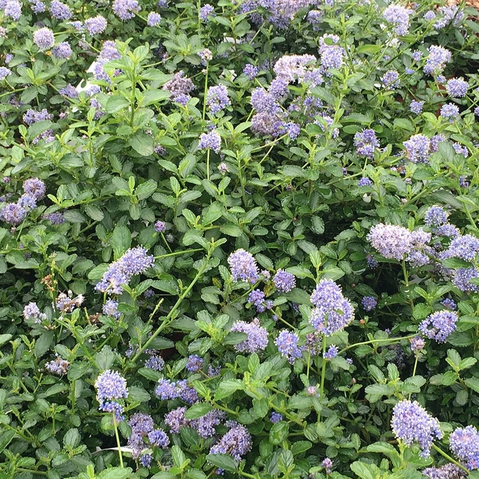 Ceanothus Thyrsiflorus Var. Repens 3 Ceanothus Thyrsiflorus Var. Repens