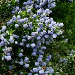 Ceanothus 'Skylark'