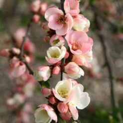 Chaenomeles Speciosa 'Moerloosei'