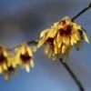 Chimonanthus Praecox 1 Chimonanthus Praecox -Garden Plant Store pl0000000820