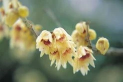 Chimonanthus Praecox -Garden Plant Store pl0000000820 card3 lg