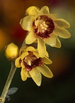 Chimonanthus Praecox -Garden Plant Store pl0000000820 card4 lg