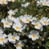 Cistus × Hybridus 1 Cistus × Hybridus -Garden Plant Store pl0000000832