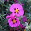 Cistus × Purpureus 1 Cistus × Purpureus -Garden Plant Store pl0000000848