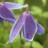 Clematis Alpina -Garden Plant Store pl0000000855