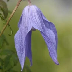 Clematis 'Frances Rivis' -Garden Plant Store pl0000000856 card3 lg