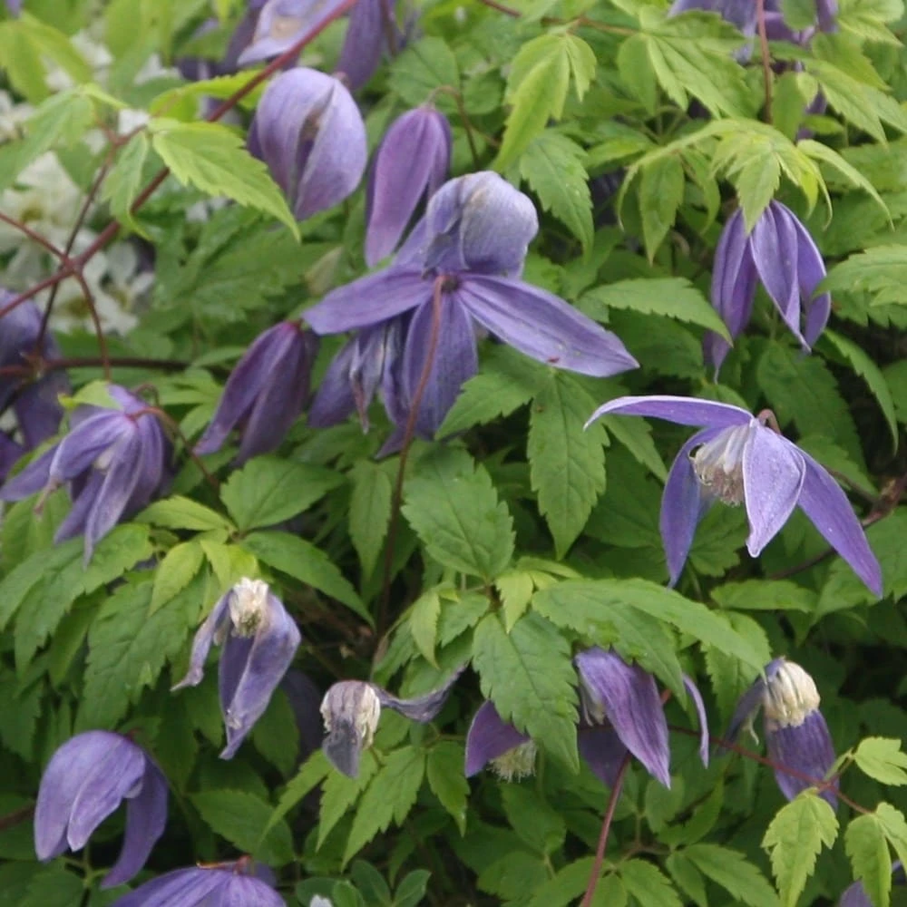 Clematis 'Frankie' 4 Clematis 'Frankie' - Image 2