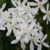 Clematis Armandi 'Snowdrift' -Garden Plant Store pl0000000865