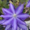 Clematis 'Daniel Deronda' -Garden Plant Store pl0000000875