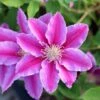 Clematis 'Doctor Ruppel' -Garden Plant Store pl0000000876
