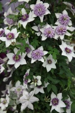 Clematis Florida Var. Florida 'Sieboldiana' -Garden Plant Store pl0000000882 card3 lg