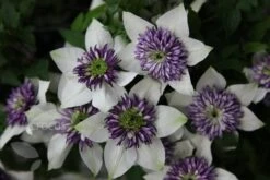 Clematis Florida Var. Florida 'Sieboldiana' -Garden Plant Store pl0000000882 card6 lg