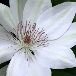 Clematis 'Henryi'