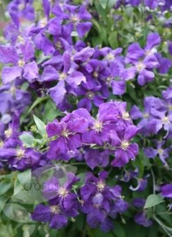 Clematis 'Jackmanii' -Garden Plant Store pl0000000891 card3 lg