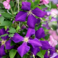 Clematis 'Jackmanii' -Garden Plant Store pl0000000891 card4 lg