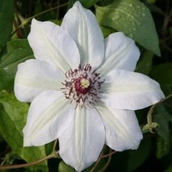 Clematis 'Miss Bateman'