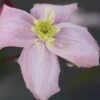 Clematis 'Elizabeth' -Garden Plant Store pl0000000901