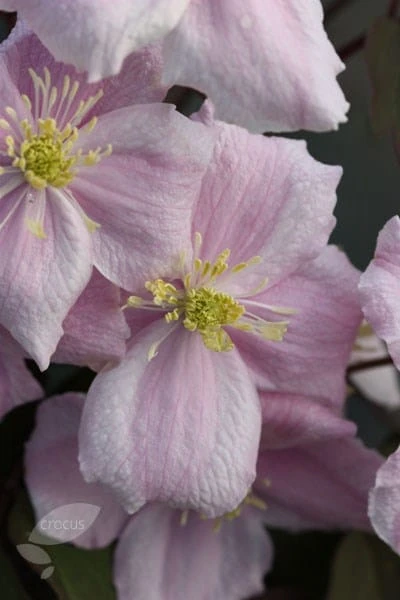 Clematis 'Elizabeth' 5 Clematis 'Elizabeth' - Image 3