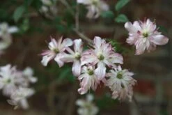 Clematis 'Marjorie' -Garden Plant Store pl0000000902 card3 lg