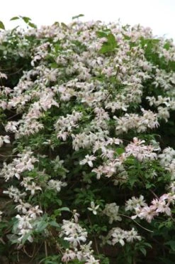 Clematis 'Marjorie' -Garden Plant Store pl0000000902 card4 lg