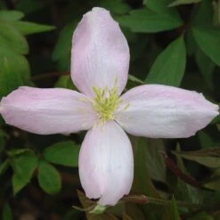 Clematis Montana Var. Rubens 'Pink Perfection' -Garden Plant Store pl0000000903 card3 lg