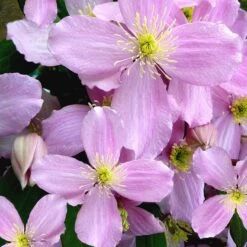 Front Page 27 Clematis Montana Var. Rubens 'Tetrarose'