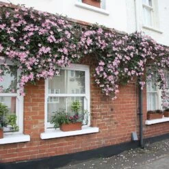 Front Page -Garden Plant Store pl0000000904 card2 lg