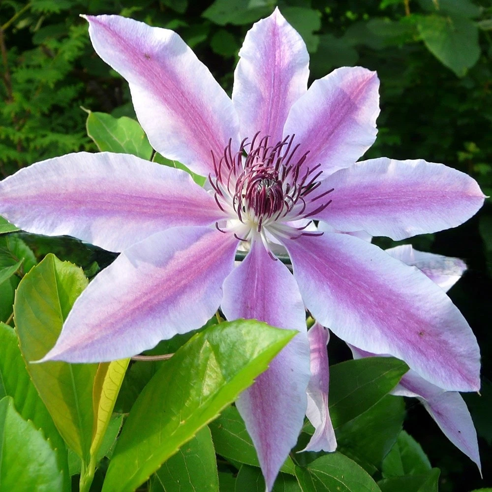 Clematis 'Nelly Moser' 4 Clematis 'Nelly Moser' - Image 2