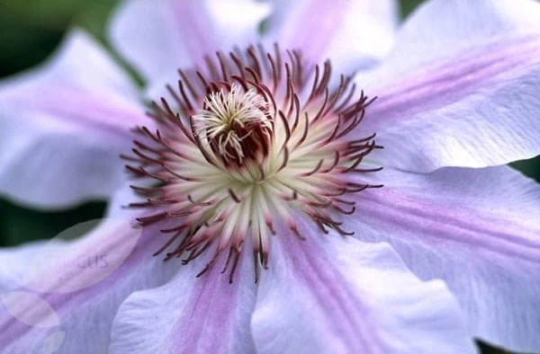 Clematis 'Nelly Moser' 5 Clematis 'Nelly Moser' - Image 3