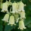 Clematis Rehderiana -Garden Plant Store pl0000000914