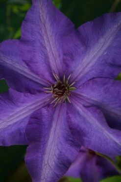 Clematis 'The President' -Garden Plant Store pl0000000921 card3 lg