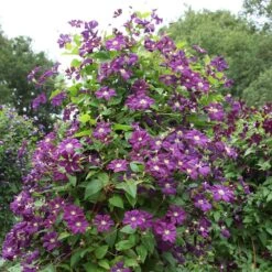 Clematis 'Étoile Violette' -Garden Plant Store pl0000000925 card3 lg