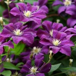 Clematis 'Étoile Violette' -Garden Plant Store pl0000000925 card4 lg