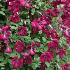 Clematis 'Kermesina' -Garden Plant Store pl0000000926 card3 lg