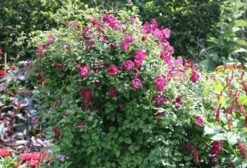 Clematis 'Kermesina' -Garden Plant Store pl0000000926 card4 lg